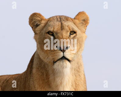 Reife afrikanischen Löwen (Panthera Leo) Closeup Frauenporträt, ein blauer Himmel Hintergrund Stockfoto