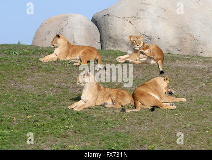 Gruppe von 4 faul weiblichen afrikanischen Löwen (Panthera Leo) entspannen auf einem Hügel. Stockfoto