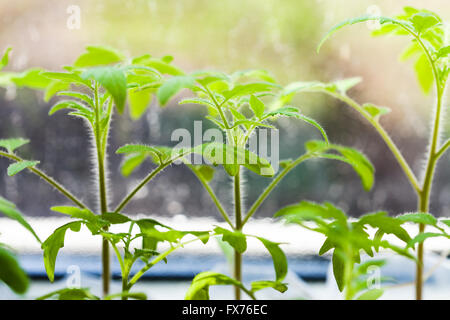 junge Sprossen der Tomatenpflanze auf Fensterbank Stockfoto