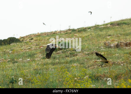 Störche fliegen mit grünen Rasen Stockfoto