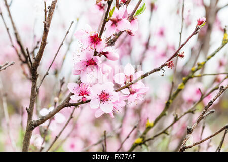 Rosa Pfirsichblumen auf Pfirsich Baum Zweige in kalten Frühlingstag Stockfoto