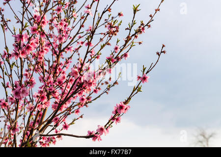 Pfirsichblumen auf Zweige mit grauen Himmelshintergrund in Frühlingsabend Stockfoto