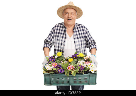 Ältere Gärtner hält eine Rack mit Blumen isoliert auf weißem Hintergrund Stockfoto