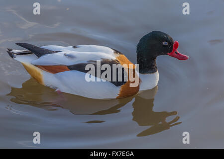 Brandente in Slimbridge Stockfoto