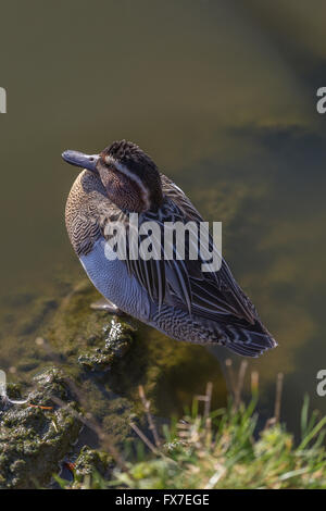 Garganey an Slimbridge Stockfoto