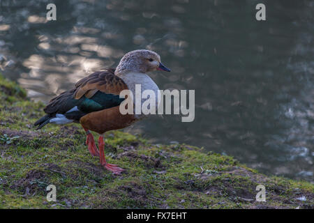 Orinoco Gans an Slimbridge Stockfoto