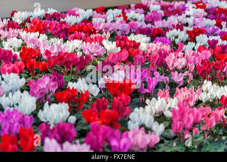 Innenraum des Shops für Gewächshausanbau und Verkauf von indoor Blumen mit cyclamen Stockfoto