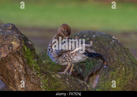 Garganey an Slimbridge Stockfoto