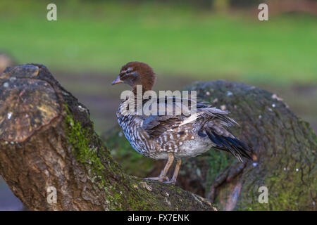 Garganey an Slimbridge Stockfoto