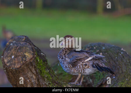 Garganey an Slimbridge Stockfoto