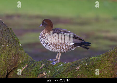 Garganey an Slimbridge Stockfoto