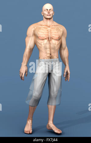 3D Visualisierung der menschlichen Anatomie. Die inneren Organe in einem halb transparenten männlichen Körper. Stockfoto