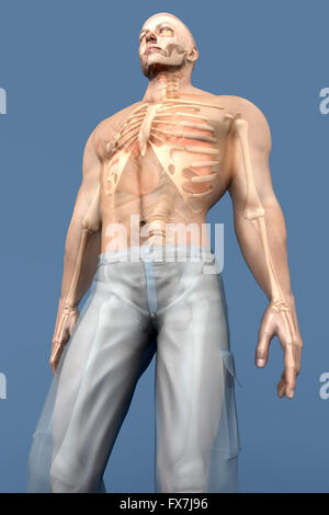 3D Visualisierung der menschlichen Anatomie. Die inneren Organe in einem halb transparenten männlichen Körper. Stockfoto