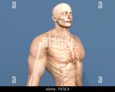 3D Visualisierung der menschlichen Anatomie. Die inneren Organe in einem halb transparenten männlichen Körper. Stockfoto