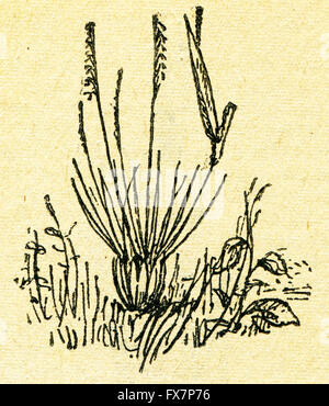 Nardus Stricta - Borstgras, Moor Borstgras oder Nard Grass - eine Illustration aus dem Buch "im Zuge von Robinson Crusoe", Moskau, UdSSR, 1946. Künstler Petr Pastuchov Stockfoto