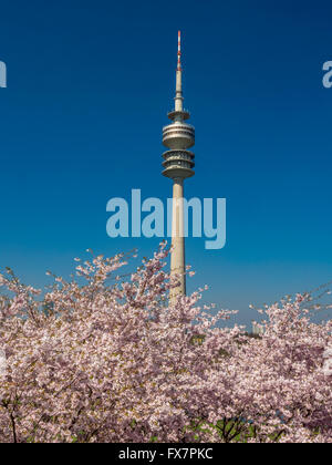 Blühende Kirschbäume im Olympiapark in München, Bayern, Deutschland, Europa Stockfoto