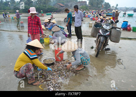 Vietnamesische Fischer ihren Fang zu sortieren und verkaufen Fisch am Strand, Vietnam Stockfoto