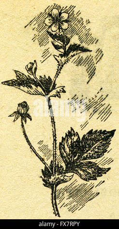 Geum Urbanum, auch bekannt als Holz Avens, Herb Bennet, Colewort und Str. Benedict Kraut - lateinischen Herba Benedicta - eine Illustration aus dem Buch "im Zuge von Robinson Crusoe", Moskau, UdSSR, 1946 Stockfoto