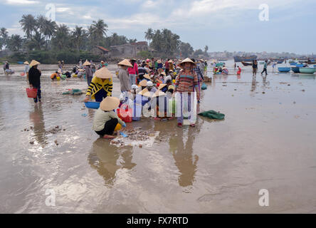 Vietnamesische Fischer ihren Fang zu sortieren und verkaufen Fisch am Strand, Vietnam Stockfoto