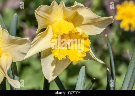 Jonquil, Rush Narzissen - Narcissus jonquilla Stockfoto