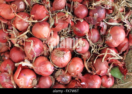 Frische Zwiebeln in Gemüsehandel angezeigt Stockfoto