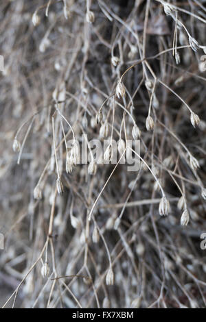 Flora-Hintergrund Stockfoto