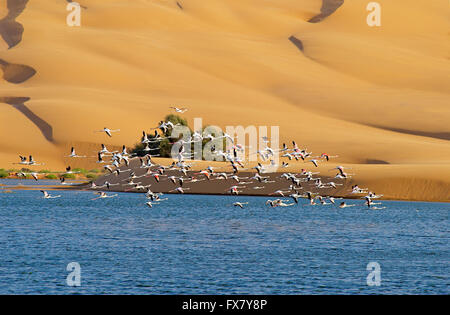 Marokko, Laayoune, Wüste, Laguna, ehemalige Spanisch-Sahara Stockfoto