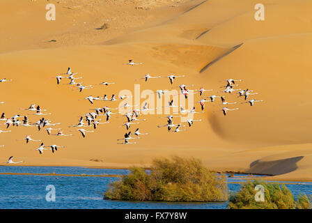 Marokko, Laayoune, Wüste, Laguna, ehemalige Spanisch-Sahara Stockfoto