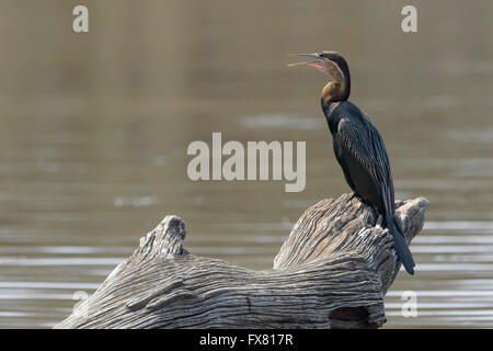 Afrikanische Darter (Anhinga Rufa Melanogaster) Erwachsenen, thront auf Zweig, Kruger National Park, Mpumalanga, Südafrika Stockfoto