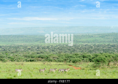 Ebenen Zebra (Equus Burchellii) Wandern in der Landschaft, Akagera Nationalpark, Ruanda Stockfoto