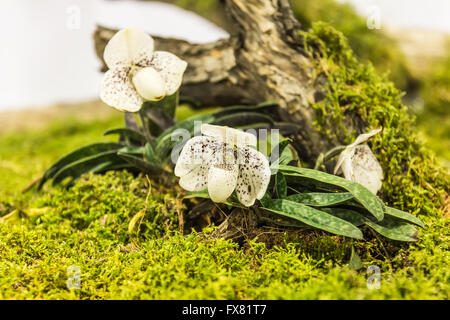 malerische Orchideen Plantage auf abgestorbenen Baumwurzel Stockfoto