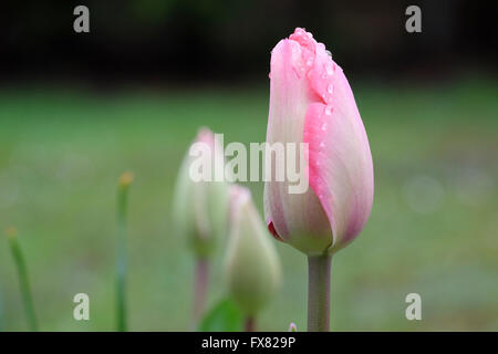 Eine rosa Tulpe Knospe zu öffnen Stockfoto