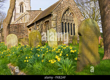 Narzissen auf dem Kirchhof von All Saints Church in das Dorf Easington, Humberside, East Riding von Yorkshire, England UK Stockfoto