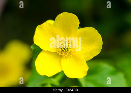 Marsh-Marigold (Caltha Palustris). Nahaufnahme der Blüte gelbe Pflanze in der Butterblume Familie (Butterblume), aka Sumpfdotterblumen Stockfoto