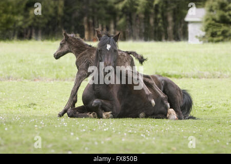 Tier Pferd Pony Mutter und Colt Baby Fohlen Kind spielt auf einer Weide Gebiet der Frühlingsblumen in Portland, Oregon Stockfoto