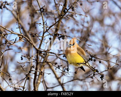 Die Zeder Seidenschwanz ist ein Starling-Größe Sitzstangen Vogel, der in den nördlichen Wäldern Eurasiens und Nordamerikas brütet. Stockfoto