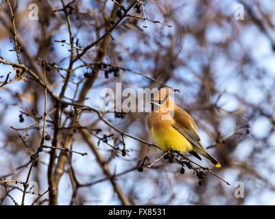 Die Zeder Seidenschwanz ist ein Starling-Größe Sitzstangen Vogel, der in den nördlichen Wäldern Eurasiens und Nordamerikas brütet. Stockfoto