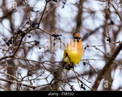 Die Zeder Seidenschwanz ist ein Starling-Größe Sitzstangen Vogel, der in den nördlichen Wäldern Eurasiens und Nordamerikas brütet. Stockfoto