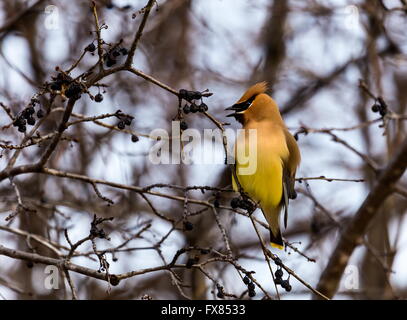 Die Zeder Seidenschwanz ist ein Starling-Größe Sitzstangen Vogel, der in den nördlichen Wäldern Eurasiens und Nordamerikas brütet. Stockfoto