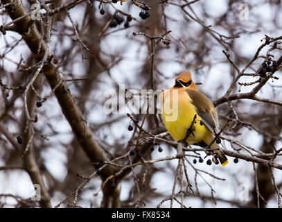 Die Zeder Seidenschwanz ist ein Starling-Größe Sitzstangen Vogel, der in den nördlichen Wäldern Eurasiens und Nordamerikas brütet. Stockfoto