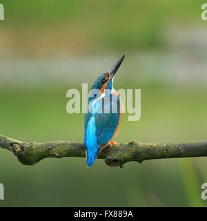 Eisvogel (Alcedo Atthis) North Yorkshire, England. Stockfoto