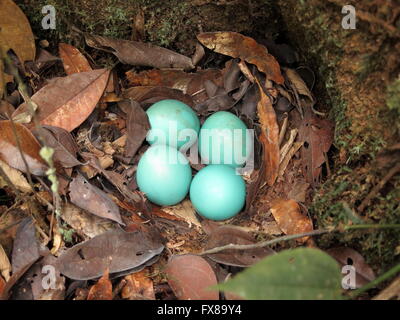 Blauen Eiern im nest Stockfoto