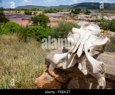 Ein Nilpferd Schädel sitzt auf dem Schild für Lugards fällt auf die Galana Fluss durch Tsavo East National Park in Kenia Stockfoto