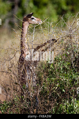 Gerenuk (Litocranius Walleri) in stehender Position der obersten Traufe eines Busches - Tsavo Nationalpark Kenia in Ostafrika zu essen Stockfoto