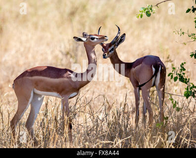 Männliche und weibliche gerenuk Antilopen Litocranius walleri Zuflucht vor der Hitze der Sonne im Tsavo Nationalpark in Kenia Stockfoto