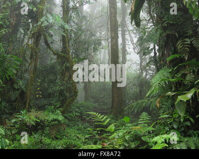 Unberührte exotische Dschungel Regenwald im Nebel, Costa Rica - online Bildagentur Stockfoto