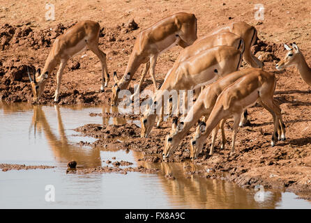 Impala Aepyceros Melampus Antilope Weibchen und ein junges Männchen trinken an einem Wasserloch im Tsavo Naltional Park in Kenia Stockfoto