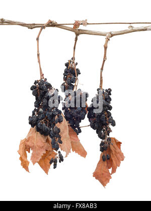trockenen Trauben mit Blätter isolierten auf weißen Hintergrund Stockfoto