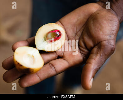 Ein Mann hält ein frisch gepflückt und geschnittene Obst und Kern der Muskatnuss mit roten Streitkolben sichtbar um die Mutter - Sansibar Afrika Stockfoto