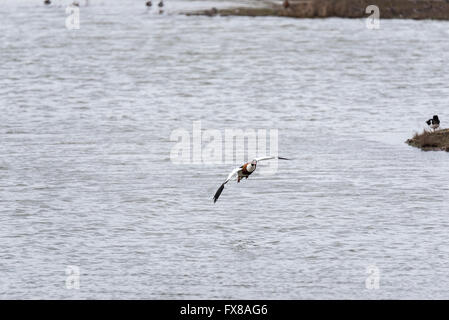 Eine männliche Brandgans hereinkommen, Landung auf dem Wasser an zwei Tree Island, Leigh on Sea, Essex zu landen Stockfoto